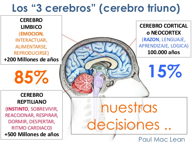 Los 3 cerebros: reptiliano, límbico y neocortex